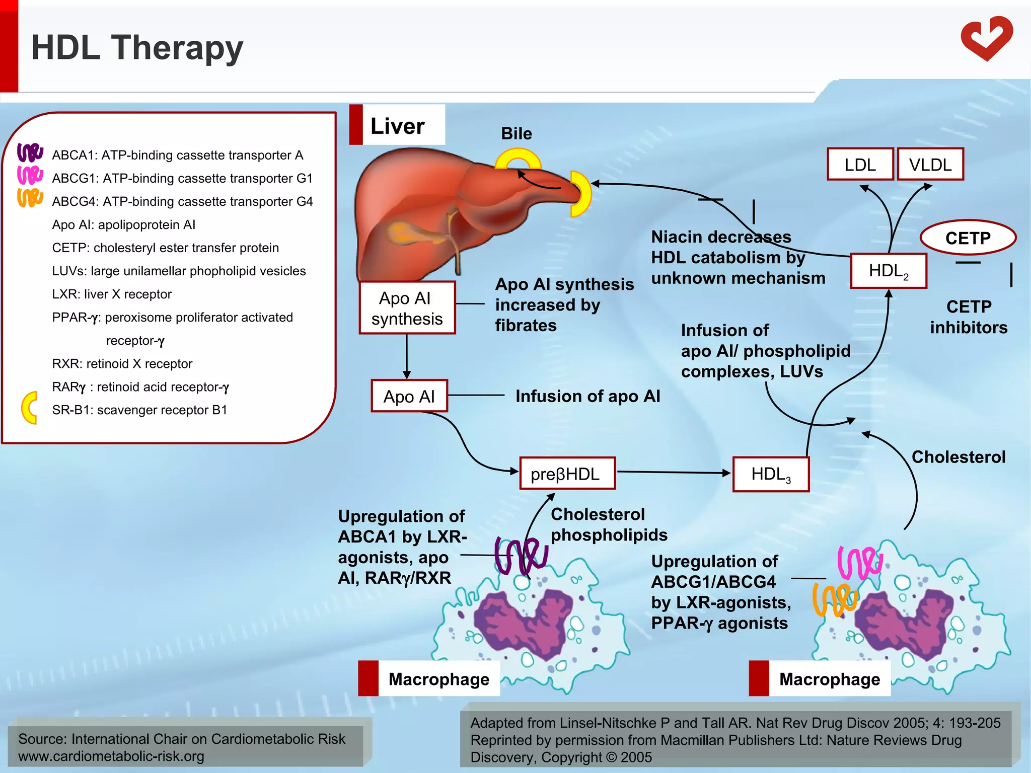 HDL Therapy Adapted from Linsel-Nitschke P and Tall AR. Nat Rev Drug Discov 2005; 4: 193-205 Reprinted by permission from Macmillan Publishers Ltd: Nature Reviews Drug  Discovery, Copyright © 2005 ABCA1: ATP-binding cassette transporter A ABCG1: ATP-binding cassette transporter G1 ABCG4: ATP-binding cassette transporter G4 Apo AI: apolipoprotein AI CETP: cholesteryl ester transfer protein LUVs: large unilamellar phopholipid vesicles LXR: liver X receptor PPAR-  : peroxisome proliferator activated  receptor-  RXR: retinoid X receptor RAR  : retinoid acid receptor-  SR-B1: scavenger receptor B1 CETP Apo AI synthesis increased by fibrates Infusion of apo AI Cholesterol phospholipids Cholesterol  Upregulation of ABCA1 by LXR-agonists, apo AI, RAR  /RXR Upregulation of ABCG1/ABCG4 by LXR-agonists, PPAR-   agonists Infusion of  apo AI/ phospholipid  complexes, LUVs Niacin decreases HDL catabolism by unknown mechanism CETP inhibitors Bile Apo AI  synthesis Apo AI  pre β HDL  HDL 3 HDL 2 VLDL LDL Macrophage Macrophage Liver 