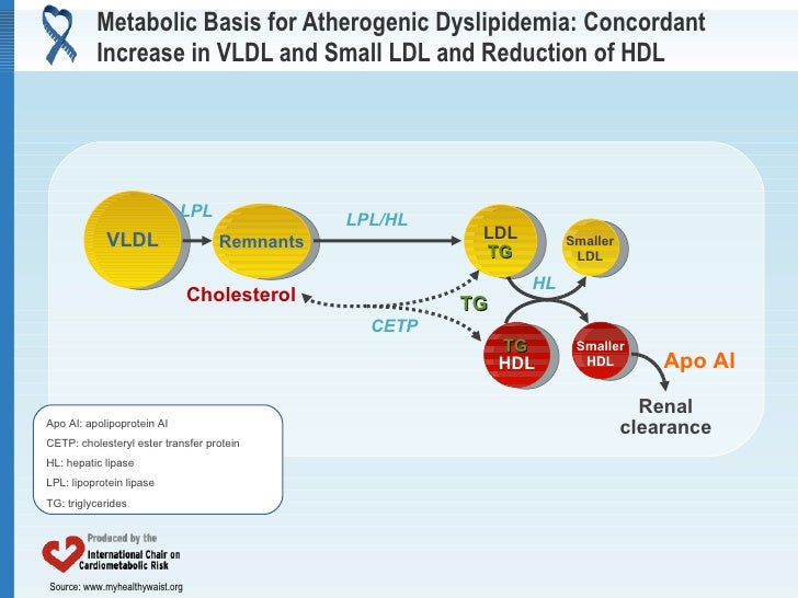 reduce how insulin resistance of on management Update dyslipidemia of atherogenic reduce how insulin resistance of on management Update dyslipidemia of atherogenic