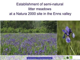 Establishment of semi-natural  litter meadows  at a Natura 2000 site in the Enns valley 