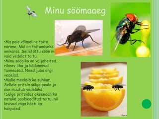 Minu söömaaeg Ma pole võimeline toitu närima, Mul on toitumiseks imikärss. Selletõttu söön ma vaid vedelat toitu.  Minu söögiks on väljaheited, riknev liha ja kõdunenud taimeosad. Need juba ongi vedelad.  Mulle meeldib ka suhkur. Sellele pritsin sülge peale ja see muutub vedelaks.  Sülge pritsides oksendan ka natuke poolseeditud toitu, nii levivad väga hästi ka haigused.  