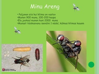 Minu Areng Paljunen siis kui kliima on vastav Munen 900 muna, 100-200 kaupa Elu jooksul munen kuni 2000  muna Munast täiskasvanu isendini 1 nädal, külmas kliimas kauem 