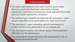 • The mature gametophyte of the leafy liverwort can be either
dioecious (each individual bears either male or female
reproductive structures) or monoecious (each individual bears both
male and female reproductive structures).
• The fertilized egg eventually develops into the sporophyte, which
remains dependent on the gametophyte for water and nutrients.
• The sporophyte’s spore-containing capsule (sporangium) is
usually attached to the gametophyte by an elongate seta.
• The sporangium ruptures and releases spores, which germinate,
ultimately into the gametophyte.
• The gametophyte remains attached to the substratum by way of
filamentous rhizoids(Smooth).
Jungermanniales
 