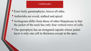 Calobryales
•Erect leafy gametophytes, leaves all alike.
•Antheridia are ovoid, stalked and apical.
•Archegonia differ from those of other Hepaticeae in that
the jacket of the neck has only four vertical rows of cells.
•The sporophyte has an elongated capsule whose jacket
layer is only one cell in thickness except at the apex.
 
