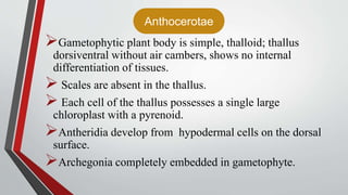 Anthocerotae
Gametophytic plant body is simple, thalloid; thallus
dorsiventral without air cambers, shows no internal
differentiation of tissues.
 Scales are absent in the thallus.
 Each cell of the thallus possesses a single large
chloroplast with a pyrenoid.
Antheridia develop from hypodermal cells on the dorsal
surface.
Archegonia completely embedded in gametophyte.
 