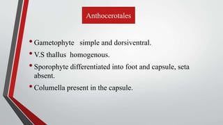 Anthocerotales
•Gametophyte simple and dorsiventral.
•V.S thallus homogenous.
•Sporophyte differentiated into foot and capsule, seta
absent.
•Columella present in the capsule.
 