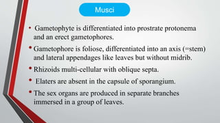 • Gametophyte is differentiated into prostrate protonema
and an erect gametophores.
•Gametophore is foliose, differentiated into an axis (=stem)
and lateral appendages like leaves but without midrib.
•Rhizoids multi-cellular with oblique septa.
• Elaters are absent in the capsule of sporangium.
•The sex organs are produced in separate branches
immersed in a group of leaves.
Musci
 