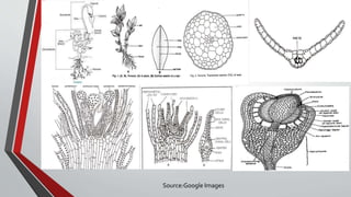 Source:Google Images
 