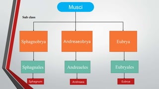 Musci
Sphagnobrya Eubrya
Andreaeobrya
Sub class
Sphagnales Andreaeles Eubryales
Sphagnum Eubrya
Andreaea
 