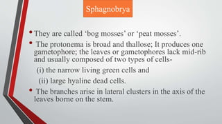 Sphagnobrya
•They are called ‘bog mosses’ or ‘peat mosses’.
• The protonema is broad and thallose; It produces one
gametophore; the leaves or gametophores lack mid-rib
and usually composed of two types of cells-
(i) the narrow living green cells and
(ii) large hyaline dead cells.
• The branches arise in lateral clusters in the axis of the
leaves borne on the stem.
 