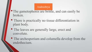 •The gametophores are brittle, and can easily be
broken.
• There is practically no tissue differentiation in
plant body.
• The leaves are generally large, erect and
convolute.
• The archesporium and columella develop from the
endothecium.
Andreobrya
 