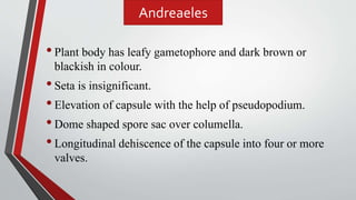 •Plant body has leafy gametophore and dark brown or
blackish in colour.
•Seta is insignificant.
•Elevation of capsule with the help of pseudopodium.
•Dome shaped spore sac over columella.
•Longitudinal dehiscence of the capsule into four or more
valves.
Andreaeles
 