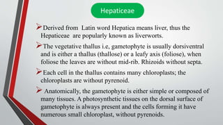 Derived from Latin word Hepatica means liver, thus the
Hepaticeae are popularly known as liverworts.
The vegetative thallus i.e, gametophyte is usually dorsiventral
and is either a thallus (thallose) or a leafy axis (foliose), when
foliose the leaves are without mid-rib. Rhizoids without septa.
Each cell in the thallus contains many chloroplasts; the
chloroplasts are without pyrenoid.
Anatomically, the gametophyte is either simple or composed of
many tissues. A photosynthetic tissues on the dorsal surface of
gametophyte is always present and the cells forming it have
numerous small chloroplast, without pyrenoids.
 