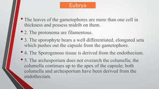 • The leaves of the gametophores are more than one cell in
thickness and possess midrib on them.
• 2. The protonema are filamentous.
• 3. The sporophyte bears a well differentiated, elongated seta
which pushes out the capsule from the gametophore.
• 4. The Sporogenous tissue is derived from the endothecium.
• 5. The archesporium does not overarch the columella; the
columella continues up to the apex of the capsule; both
columella and archesporium have been derived from the
endothecium.
Eubrya
 