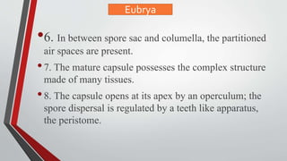 •6. In between spore sac and columella, the partitioned
air spaces are present.
•7. The mature capsule possesses the complex structure
made of many tissues.
•8. The capsule opens at its apex by an operculum; the
spore dispersal is regulated by a teeth like apparatus,
the peristome.
Eubrya
 