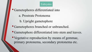 •Gametophores differentiated into
a. Prostrate Protonema
b. Upright gametophore
•Gametophores branched or unbranched.
•Gametophore differentiated into stem and leaves.
•Vegetative reproduction by means of gemmae,
primary protonema, secondary protonema etc.
Eubryales
 