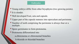 • Young embryo differ from other bryophytes (two growing points).
• It is slender.
• Well developed Foot, seta and capsule.
• Upper part of the capsule matures into operculum and peristome.
• Number of teeth comprising the peristome is always four or a
multiple .
• Spore germinates to form protonema.
• Protonema differentiated into
a.chloronema or chloronemal branches
b.rhizoids or rhizoidal branches
Eubryales
 