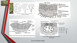 Source:Google Images
 