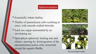 Sphaerocarpales
• Essentially lobate thallus.
• Thallus of parenchyma cells reclining or
erect, with smooth-walled rhizoids;
• Each sex organ surrounded by an
enveloping sac.
• Sporophyte spherical, lacking seta and
elaters, opening by disintegration of the
unornamented jacket cells; terrestrial
except the aquatic Riella.
sphaerocarpos sps
Source:Google Images
 