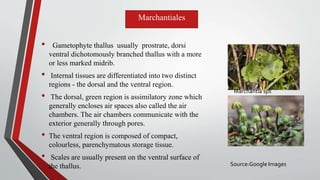 • Gametophyte thallus usually prostrate, dorsi
ventral dichotomously branched thallus with a more
or less marked midrib.
• Internal tissues are differentiated into two distinct
regions - the dorsal and the ventral region.
• The dorsal, green region is assimilatory zone which
generally encloses air spaces also called the air
chambers. The air chambers communicate with the
exterior generally through pores.
• The ventral region is composed of compact,
colourless, parenchymatous storage tissue.
• Scales are usually present on the ventral surface of
the thallus.
Marchantiales
Marchantia sps
Source:Google Images
 