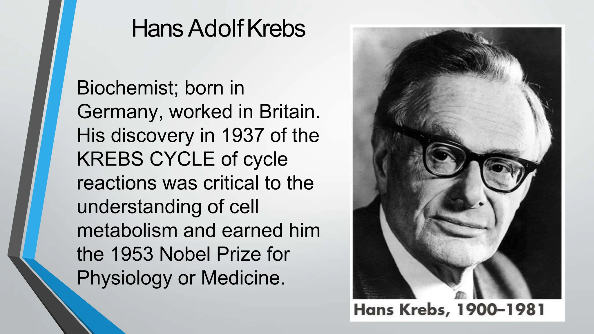 Kreb Cycle And Steps Involved In Kreb Cycle PPTX
