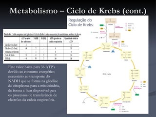 Metabolismo – Ciclo de Krebs (cont.) Regulação do Ciclo de Krebs Este valor baixa para 36 ATP’s devido ao consumo energético necessário ao transporte do NADH que se forma na glicólise do citoplasma para a mitocôndria, de forma a ficar disponível para os processos de transferência de electrões da cadeia respiratória. 