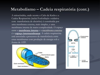 Metabolismo – Cadeia respiratória (cont.) A mitocôndria, onde ocorre o Ciclo de Krebs e a Cadeia Respiratória (inclui Fosforilação oxidativa com  transferência de electrões) é constituída por uma membrana externa, mais simples, e uma membrana interna de maior complexidade. O espaço entre a  membrana interna  e a  membrana externa  é o  espaço intermembranar . A cadeia respiratória está associada a processos de transferência entre estas membranas com produção de energia sob a forma de ATP. 