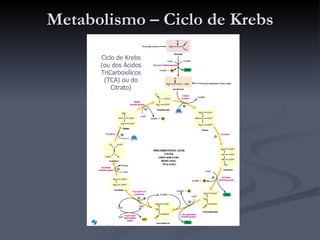 Metabolismo – Ciclo de Krebs Ciclo de Krebs (ou dos Ácidos TriCarboxílicos (TCA) ou do Citrato) 