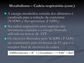 Metabolismo – Cadeia respiratória (cont.) A energia metabólica retirada dos alimentos é canalizada para a redução de coenzimas (NADH) e flavoproteínas (FADH 2 ). Na cadeia respiratória estas espécies são novamente oxidadas e a energia libertada utilizada na síntese de ATP. Os electrões libertados pelo NADH e FADH 2  são transferidos para moléculas de O 2  que é o receptor final de electrões da cadeia. 