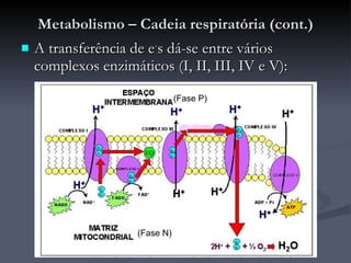 Metabolismo – Cadeia respiratória (cont.) A transferência de e - s dá-se entre vários complexos enzimáticos (I, II, III, IV e V): (Fase P) (Fase N) 