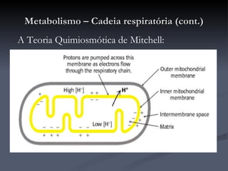 Metabolismo – Cadeia respiratória (cont.) A Teoria Quimiosmótica de Mitchell:  
