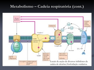 Metabolismo – Cadeia respiratória (cont.) Locais de acção de diversos inibidores da cadeia de elctrões/fosforilação oxidativa. 