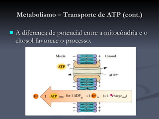 Metabolismo – Transporte de ATP (cont.) A diferença de potencial entre a mitocôndria e o citosol favorece o processo. 
