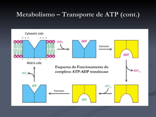 Metabolismo – Transporte de ATP (cont.) Esquema do Funcionamento do complexo ATP-ADP translocase 