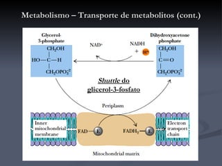 Metabolismo – Transporte de metabolitos (cont.) Shuttle  do glicerol-3-fosfato 