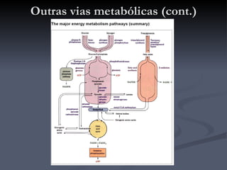 Outras vias metabólicas (cont.) 
