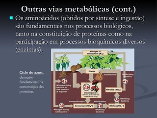 Outras vias metabólicas (cont.) Os aminoácidos (obtidos por síntese e ingestão) são fundamentais nos processos biológicos, tanto na constituição de proteínas como na participação em processos bioquímicos diversos (enzimas). Ciclo do azoto , elemento fundamental na constituição das proteínas. 