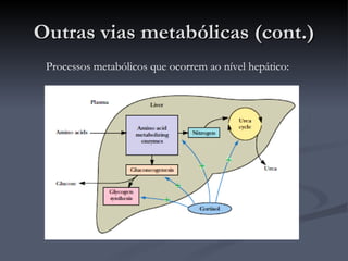 Outras vias metabólicas (cont.) Processos metabólicos que ocorrem ao nível hepático: 