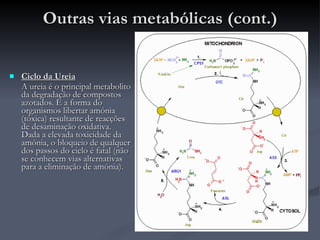 Outras vias metabólicas (cont.) Ciclo da Ureia A ureia é o principal metabolito da degradação de compostos azotados. É a forma do organismos libertar amónia (tóxica) resultante de reacções de desaminação oxidativa. Dada a elevada toxicidade da amónia, o bloqueio de qualquer dos passos do ciclo é fatal (não se conhecem vias alternativas para a eliminação de amónia). 