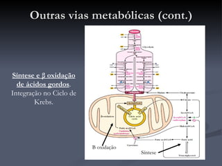 Outras vias metabólicas (cont.) Síntese e  β  oxidação de ácidos gordos . Integração no Ciclo de Krebs. Síntese Β  oxidação 