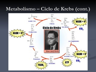 Metabolismo – Ciclo de Krebs (cont.) 