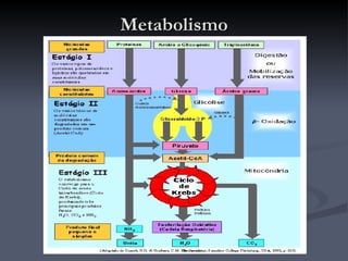 Metabolismo 