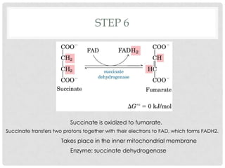 STEP 6
Succinate is oxidized to fumarate.
Succinate transfers two protons together with their electrons to FAD, which forms FADH2.
Enzyme: succinate dehydrogenase
Takes place in the inner mitochondrial membrane
 