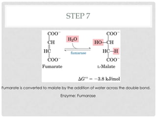 STEP 7
Fumarate is converted to malate by the addition of water across the double bond.
Enzyme: Fumarase
 