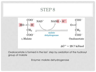 STEP 8
Oxaloacetate is formed in the last step by oxidation of the hydroxyl
group of malate
Enzyme: malate dehydrogenase
 