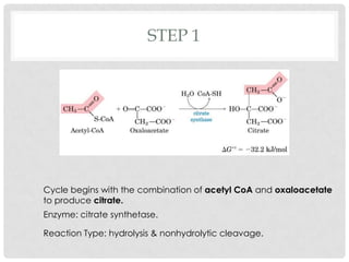 STEP 1
Cycle begins with the combination of acetyl CoA and oxaloacetate
to produce citrate.
Enzyme: citrate synthetase.
Reaction Type: hydrolysis & nonhydrolytic cleavage.
 