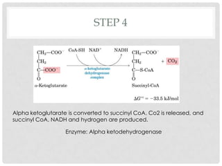 STEP 4
Alpha ketoglutarate is converted to succinyl CoA. Co2 is released, and
succinyl CoA, NADH and hydrogen are produced.
Enzyme: Alpha ketodehydrogenase
 