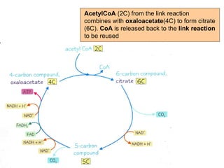 AcetylCoA  (2C) from the link reaction combines with  oxaloacetate (4C) to form citrate (6C).  CoA  is released back to the  link reaction  to be reused 