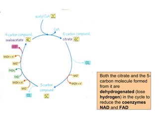 Both the citrate and the 5-carbon molecule formed from it are  dehydrogenated  (lose  hydrogen ) in the cycle to reduce the  coenzymes NAD  and  FAD 
