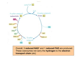 Overall, 3  reduced NAD +   and 1  reduced FAD  are produced. These coenzymes not carry the  hydrogen  to the  electron transport chain  (etc) 