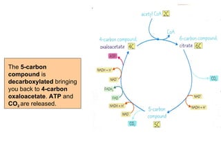The  5-carbon compound  is  decarboxylated  bringing you back to  4-carbon oxaloacetate .  ATP  and  CO 2  are released. 